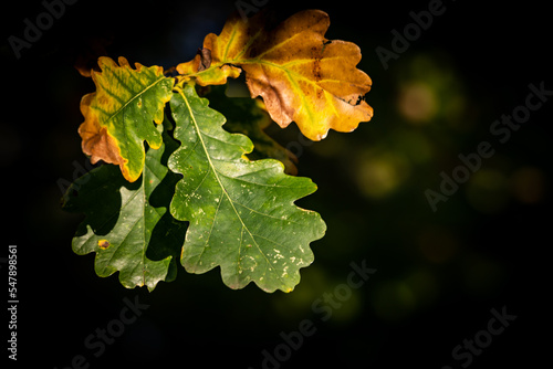 Konstfotografi Feuilles de chêne automnales