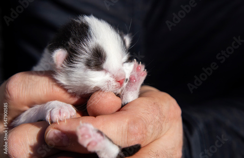 close-up of a tiny newborn sleeping kitten in the hands of a person. Love for cats. Pet day. Comfort and coziness of childhood pets. veterinary  animal care