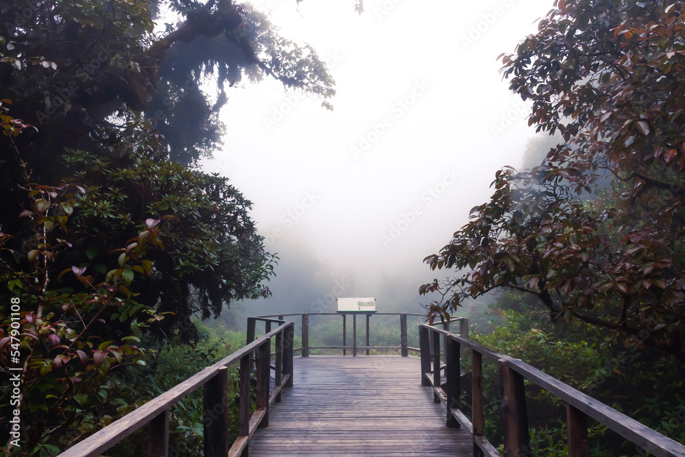 Beautiful rain forest at ang ka nature trail in doi inthanon national park, Thailand