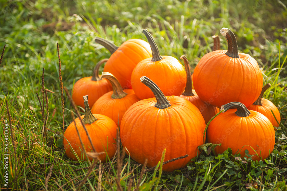 Many ripe orange pumpkins on green grass outdoors Many ripe orange pumpkins on green grass outdoors