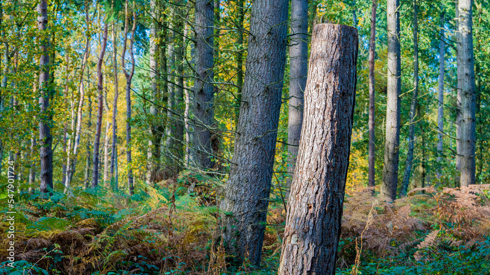 Fototapeta premium Trees in the autumn woods