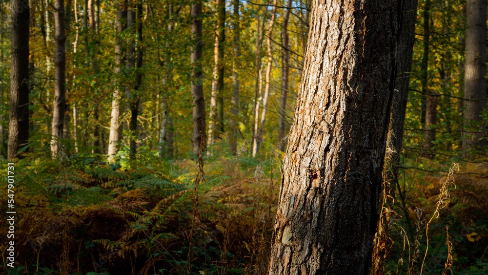Trees in the autumn woods Trees in the autumn woods