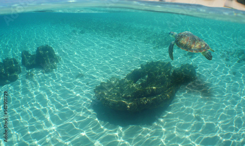 green sea turtle in its aquatic environment