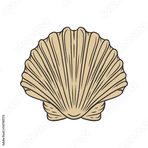 Shell Hand Drawn Vector Illustration