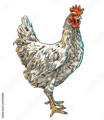 hand drawing assorted chickens vector illustration clip art