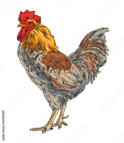 hand drawing assorted chickens vector illustration clip art