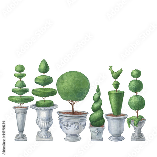 Set topiary plant, evergreen trimmed geometric shrubs. Tree in grey pot for home patio dekor. Hand drawn watercolor painting illustration isolated on white background. photo
