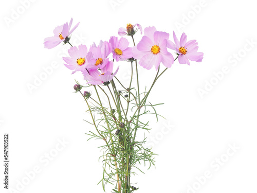 Pink Cosmos flowers isolated on white