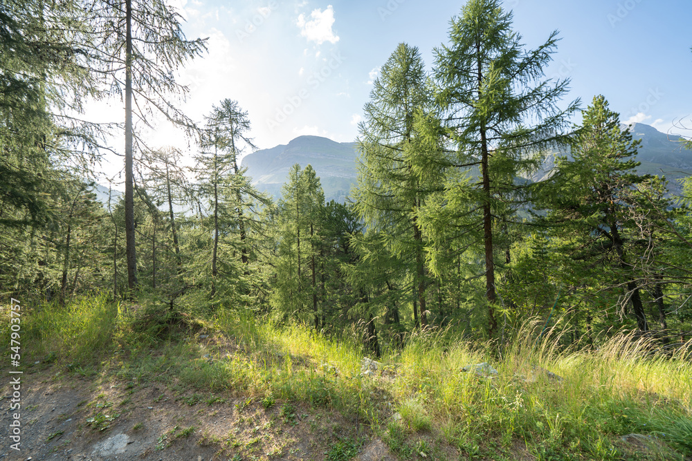 Pine forest in Alps Pine forest in Alps