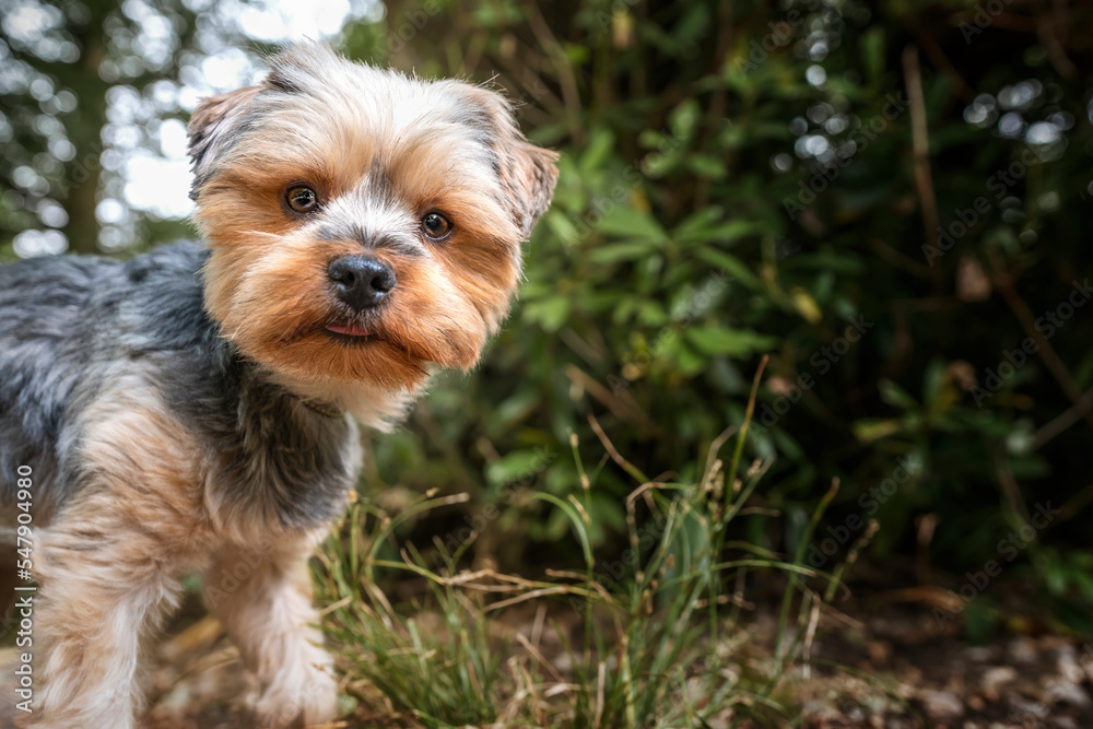 Yorkshire Terrier peaking into the frame close up of his head Yorkshire Terrier peaking into the frame close up of his head