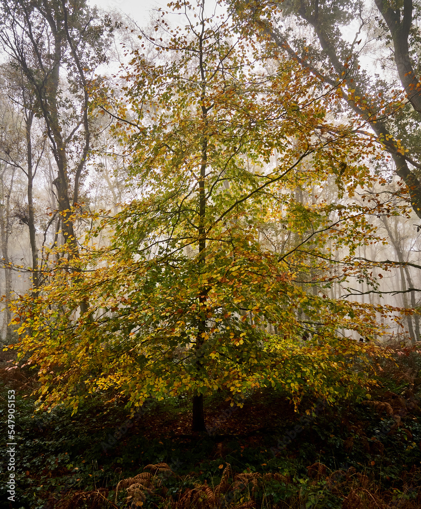 Obraz premium Autumn Colours