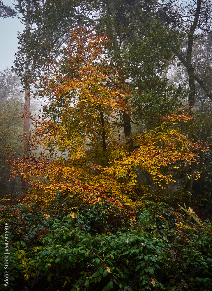 Fototapeta premium Autumn Colours