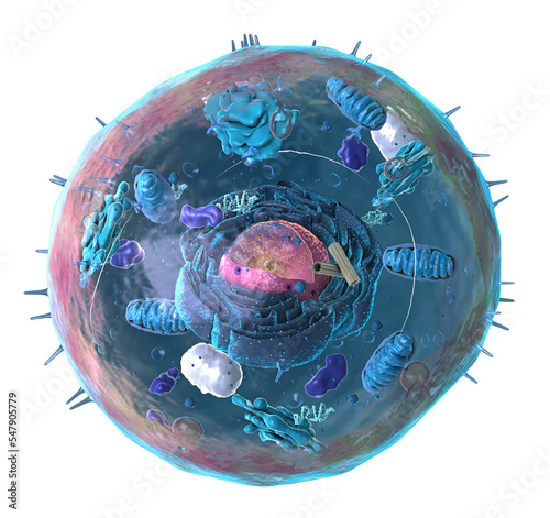 components of an eukaryotic cell, nucleus and organelles and plasma membrane - alpha channel