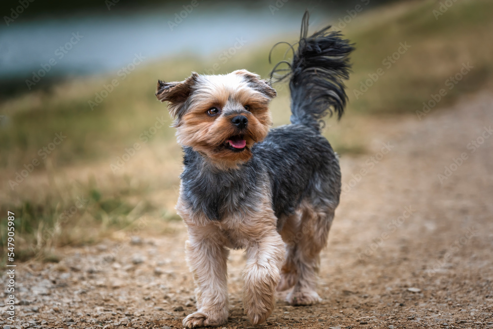 Yorkshire Terrier walking with his tail up looking away Yorkshire Terrier walking with his tail up looking away