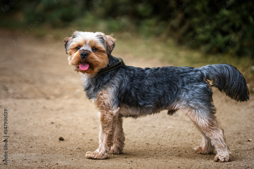 Yorkshire Terrier standing looking at the camera Yorkshire Terrier standing looking at the camera