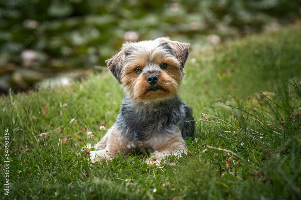 Yorkshire Terrier laying down looking at the camera Yorkshire Terrier laying down looking at the camera
