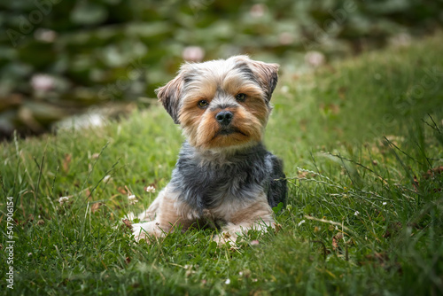 Yorkshire Terrier laying down looking at the camera