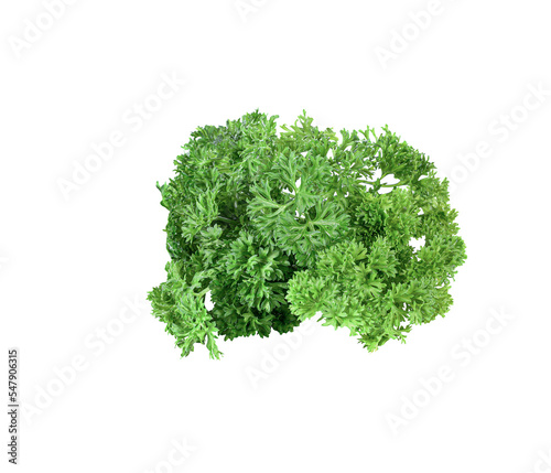 Parsley    isolated on transparent png