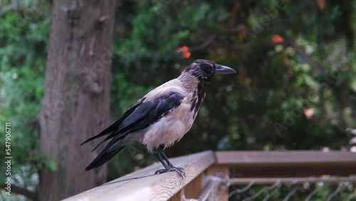 Close-up crow walking in a wooden fence, selective focus, hooded crow and nature park, 4k 60 fps city bird video