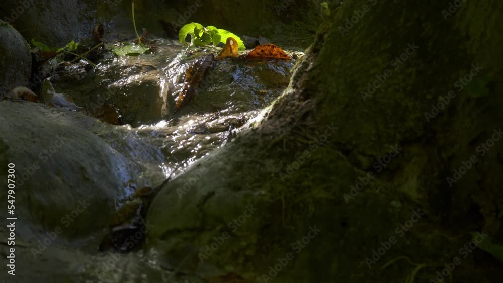 Source d'eau dans la forêt avec feuilles mortes et arbre moussu Source d'eau dans la forêt avec feuilles mortes et arbre moussu
