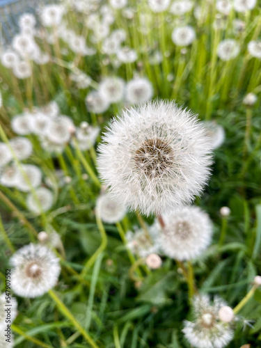 Field with white fluffy dandelion flowers. Meadow of white dandelions. Summertime.