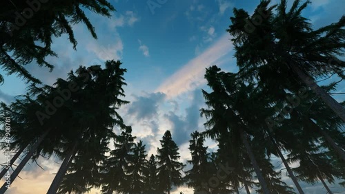 A coniferous forest with a gentle breeze. You can see the sunset sky.