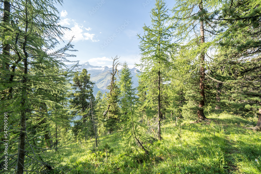 Pine forest in Alps