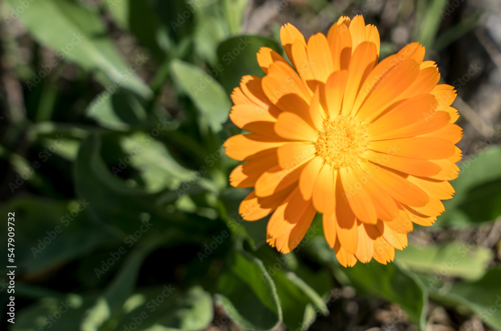 Orange calendula flower Orange calendula flower