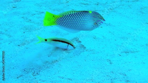 Undersea mutual aid: Red Sea goatfish (Parupeneus forsskali) digs the sand with antennae in search of food, and Checkerboard wrasse (Halichoeres hortulanus) circles nearby. photo