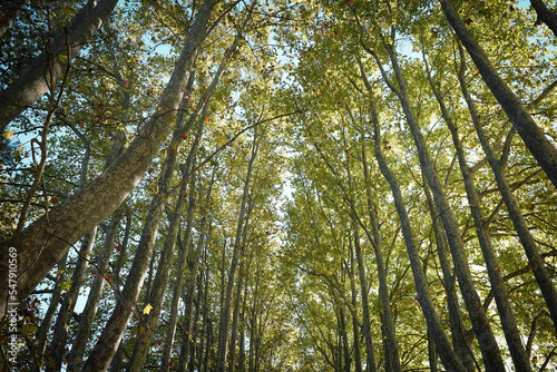 trees in the forest