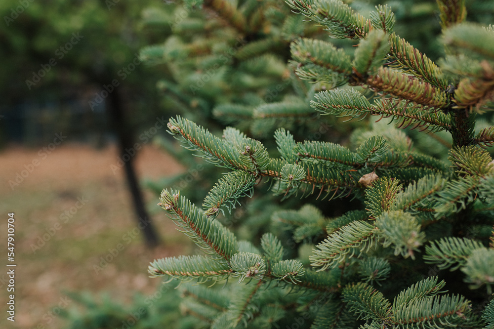 choinka, drzewko świąteczne, zima, drzew, sosna, boże narodzenie, jodła, choinką, zieleń