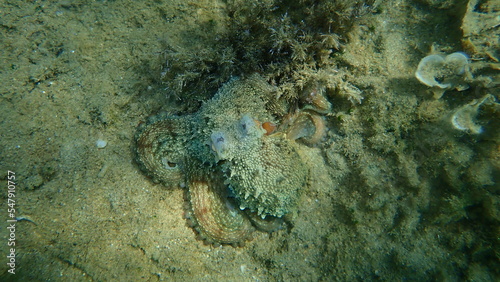 Common octopus (Octopus vulgaris) hunting, Aegean Sea, Greece, Halkidiki © Alexey