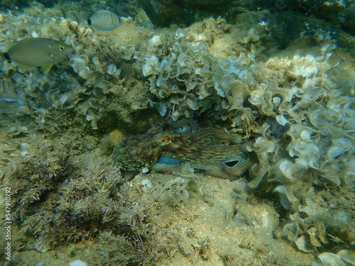 Common octopus (Octopus vulgaris) hunting, Aegean Sea, Greece, Halkidiki