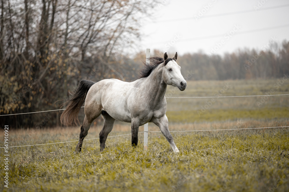 Obraz premium A beautiful gray horse of the Quarter Horse breed will say over a green field