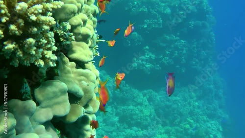 The camera slowly pans over a flock of Sea goldie or Lyretail Anthias (Pseudanthias squamipinnis) in front of a blue water column against a coral reef wall. photo