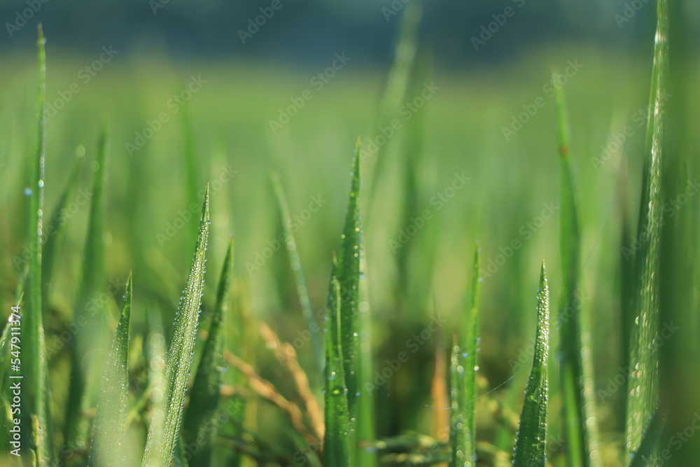 Morning drop on leaf on rice field