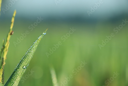 Morning drop on leaf on rice field