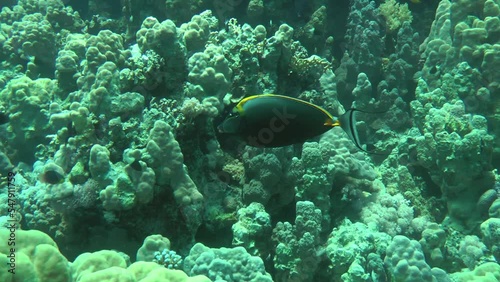 Brightly colored Orangespine unicornfish (Naso lituratus) swims against the backdrop of a coral reef. photo