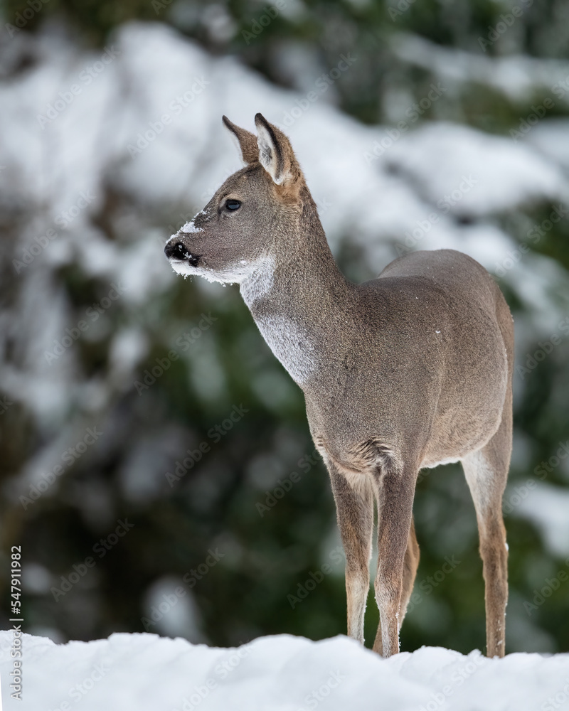Roe deer in winter forest scenery Roe deer in winter forest scenery