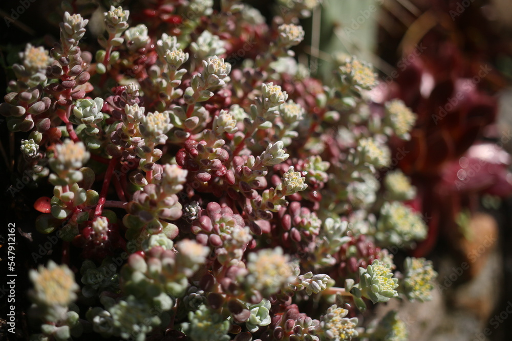 Fototapeta premium Rozchodnik łopatkowaty Sedum Spathulifolium 'Capa Blanca'