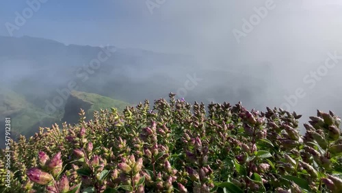 Beautiful Karvy Flower Buds Starting To Bloom With Foggy Mountain In Background. tilt-up photo