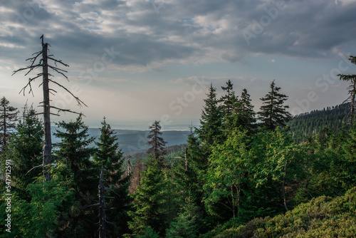 Wald am Brocken im Harz