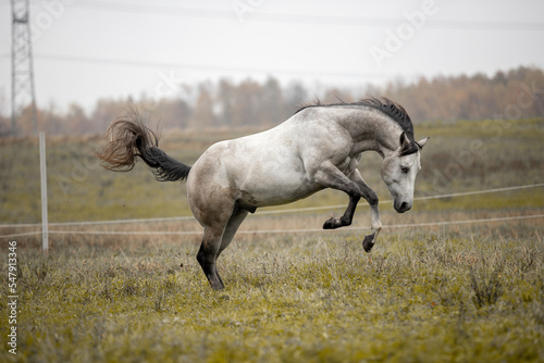 A beautiful gray horse of the Quarter Horse breed will say over a green field