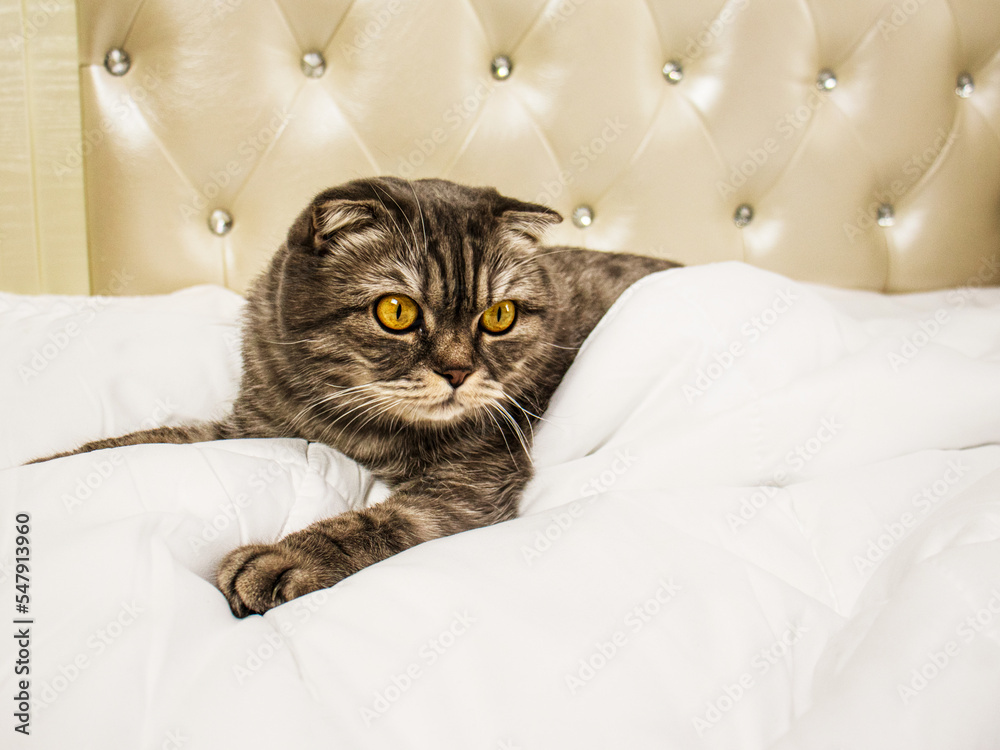 scottish fold cat lies in bed under the covers, close-up