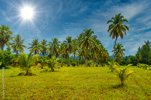 Wallpaper Mural Coconut palms with green field and blue sky, White Sand Beach Kh Torontodigital.ca
