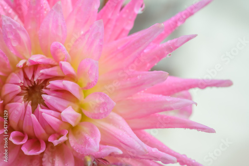 Flower of pink dahlia with water drops. Shallow depth of field.