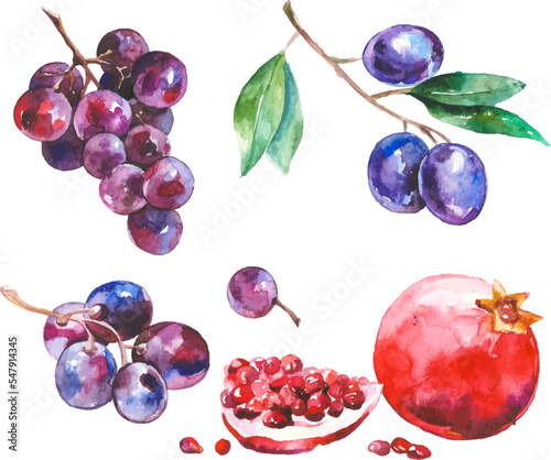 Watercolor painted collection of fruits. Hand drawn fresh food design elements isolated on white background.