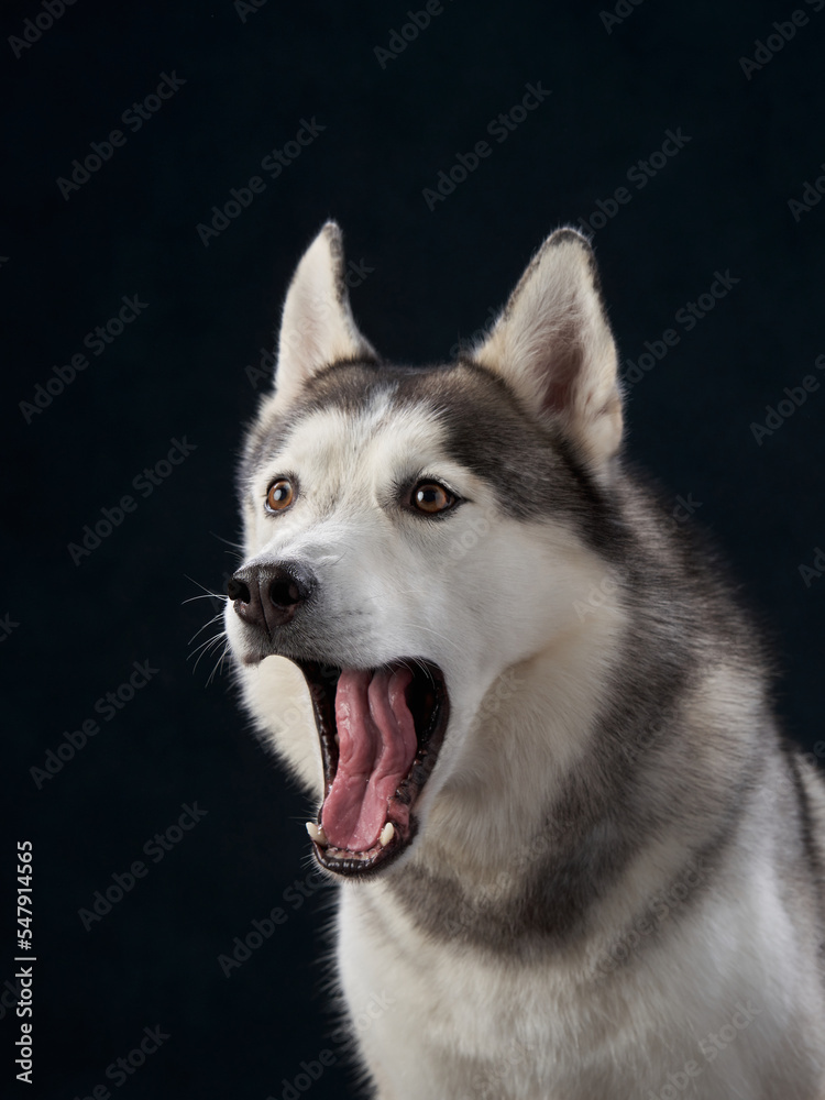 Siberian Husky on a black background. Beautiful dog yawns, open mouth in the studio