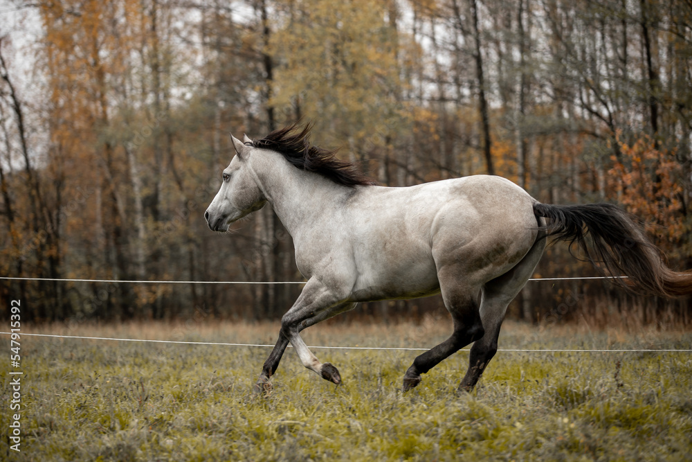 A beautiful gray horse of the Quarter Horse breed will say over a green field A beautiful gray horse of the Quarter Horse breed will say over a green field
