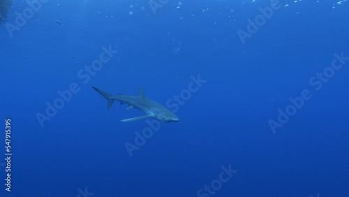 Wallpaper Mural Requin bleu Torontodigital.ca